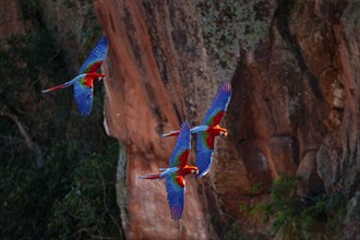 Red-and-green macaw (Ara chloropterus) Buraco das Araras Brazil