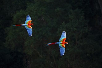 Red-and-green macaw (Ara chloropterus) Buraco das Araras Brazil