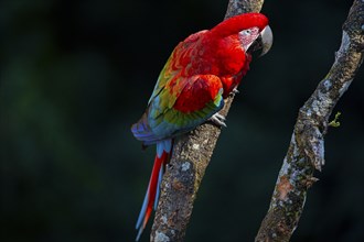 Red-and-green macaw (Ara chloropterus) Buraco das Araras Brazil