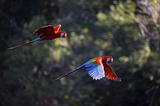 Red-and-green macaw (Ara chloropterus) Buraco das Araras Brazil