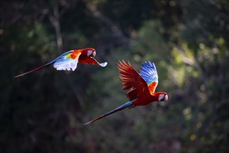 Red-and-green macaw (Ara chloropterus) Buraco das Araras Brazil