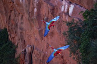 Red-and-green macaw (Ara chloropterus) Buraco das Araras Brazil