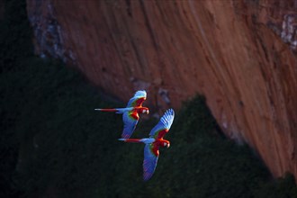 Red-and-green macaw (Ara chloropterus) Buraco das Araras Brazil