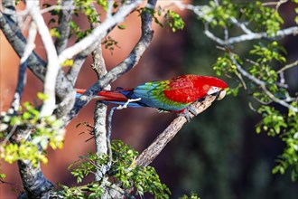 Red-and-green macaw (Ara chloropterus) Buraco das Araras Brazil