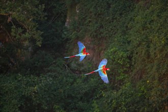 Red-and-green macaw (Ara chloropterus) Buraco das Araras Brazil