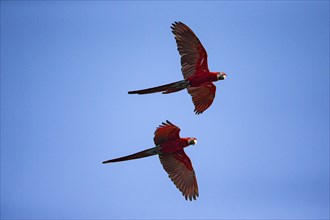 Red-and-green macaw (Ara chloropterus) Buraco das Araras Brazil