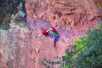 Red-and-green macaw (Ara chloropterus) Buraco das Araras Brazil