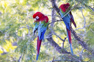 Red-and-green macaw (Ara chloropterus) Buraco das Araras Brazil