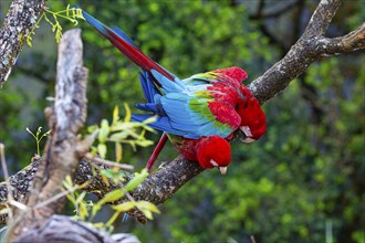 Red-and-green macaw (Ara chloropterus) Buraco das Araras Brazil