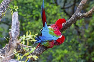 Red-and-green macaw (Ara chloropterus) Buraco das Araras Brazil