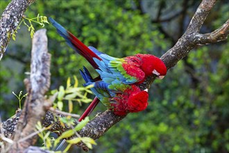 Red-and-green macaw (Ara chloropterus) Buraco das Araras Brazil