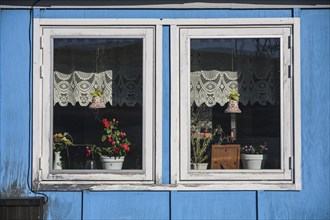 Window with flowers on a typical Greenlandic house, Qeqertaq, Disko Bay, West Greenland, Greenland,