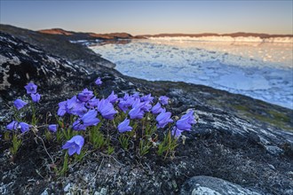 Purple wildflowers in front of ice fjord in midnight sun, bellflower, summer, Ilulissat Icefjord,