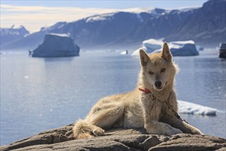 Greenland dog lying on a rock in front of icebergs in the fjord, husky, sunny, Uummannaq, West