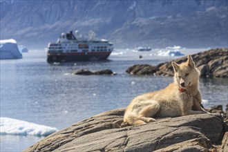 Greenland dog lying on a rock in front of icebergs in the fjord, husky, Hurtrigruten ship, sunny,