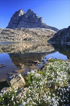 Cottongrass in front of a lake, mountain reflected in lake, sunny, Uummannaq, West Greenland,