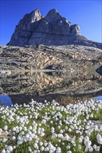 Cottongrass in front of a lake, mountain reflected in lake, sunny, Uummannaq, West Greenland,