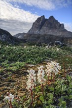 White wildflowers in front of mountains, Uummannaq, West Greenland, Greenland, North America