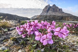 Pink wildflowers in front of mountains, Chamaenerion latifolium, Uummannaq, West Greenland,