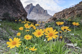 Yellow wildflowers in front of mountains, Arnica, Arnica angustifolia, Uummannaq, West Greenland,