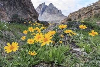 Yellow wildflowers in front of mountains, Arnica, Arnica angustifolia, Uummannaq, West Greenland,