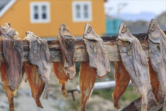 Dried fish in front of a house, summer, Uummannaq, West Greenland, Greenland, North America