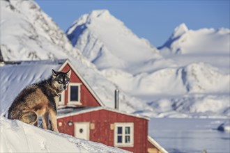 Greenland dog, husky in front of house and snowy mountains, sunny, Inuit settlement, winter,