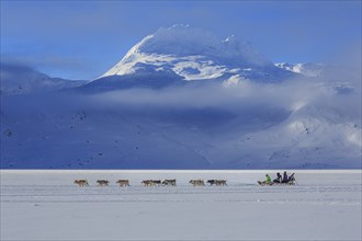 Tourists on dog sleds in front of snowy mountains, winter, sunny, Ammassalik District, East