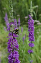 Bumblebee on the flower of Purple loosestrife (Lythrum salicaria), summer, August,