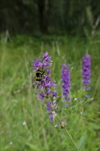 Bumblebee on the flower of Purple loosestrife (Lythrum salicaria), summer, August,