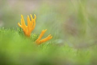 Yellow stagshorn (Calocera viscosa), fruiting body between moss, Kellerwald, Hesse, Germany, Europe