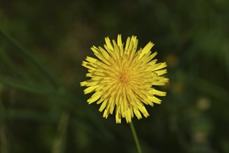 Mouse-ear hawkweed, also known as Lesser mouse-eared hawkweed or mouse-ear hawkweed (Hieracium