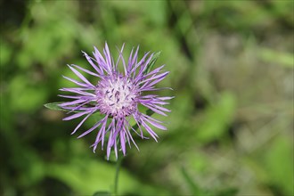 Meadow knapweed or brown knapweed (Centaurea jacea), flower, Wilnsdorf, North Rhine-Westphalia,