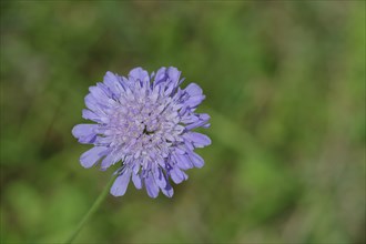 Field scabious (Knautia arvensis), card family, perennial, flowering in a meadow, Wilnsdorf, North