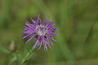 Meadow knapweed or brown knapweed (Centaurea jacea), flower, Wilnsdorf, North Rhine-Westphalia,