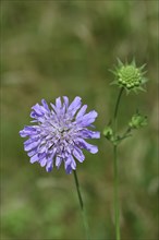 Field scabious (Knautia arvensis), card family, perennial, flowering in a meadow, Wilnsdorf, North