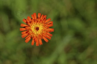 Fox-and-cubs (Hieracium aurantiacum), flower on a rough meadow, Wilnsdorf, North Rhine-Westphalia,