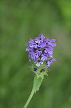 Large Self-heal (Prunella grandiflora), Large Brownelle, blue flower on a forest path, Wilnsdorf,