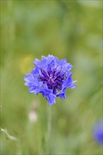 Cornflower (Centaurea cyanus), blue flower at the edge of a field, Wilnsdorf, North