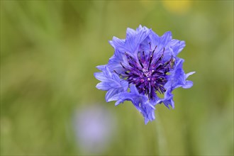 Cornflower (Centaurea cyanus), blue flower at the edge of a field, Wilnsdorf, North