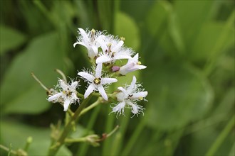 Bog bean (Menyanthes trifoliata) or bitter clover, medicinal plant, close-up of a flower in a