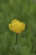 European globeflower (Trollius europaeus), yellow flower on a wet meadow, Wilnsdorf, North