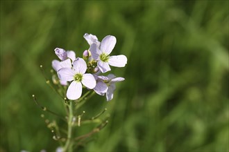 Cuckoo flower (Cardamine pratensis), cuckoo flower, lady's mantle in bloom, Wilnsdorf, North