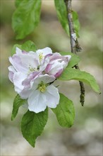 Apple blossoms (Malus), white blossoms with bokeh in the background, Wilnsdorf, Nordrhein.