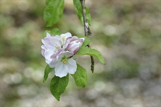 Apple blossoms (Malus), white blossoms with bokeh in the background, Wilnsdorf, Nordrhein.