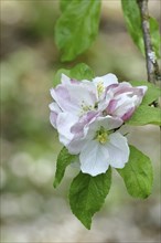 Apple blossoms (Malus), white blossoms with bokeh in the background, Wilnsdorf, Nordrhein.