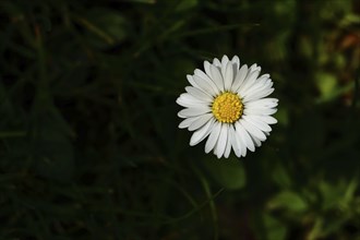 Common daisies (Bellis perennis) Close-up of a flower in a meadow with dark background, Wilnsdorf,