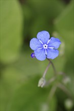 Garden forget-me-not (Myosotis), blue flower, ornamental plant, ornamental flower, flower, botany,