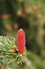 European spruce (Picea abies), inflorescence, female flower, becomes a spruce cone, Wilden, North