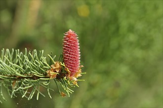 European spruce (Picea abies), inflorescence, female flower, becomes a spruce cone, Wilden, North